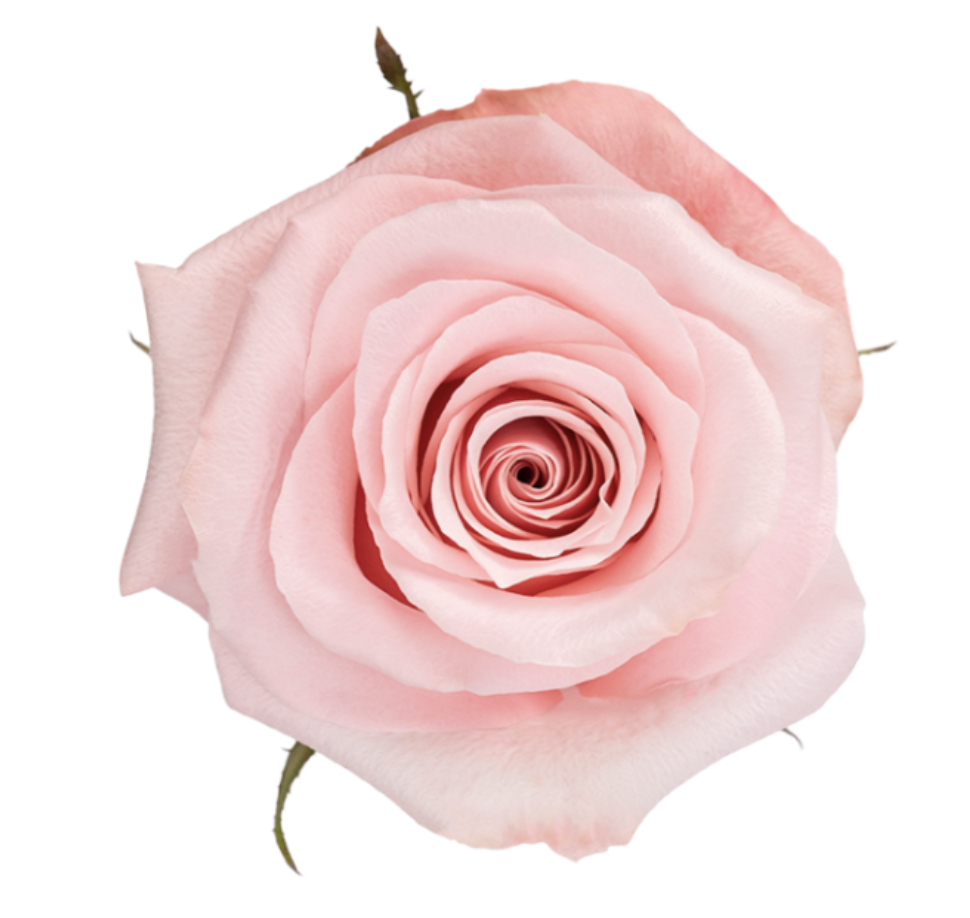 ROSE BE SWEET - 70 CM